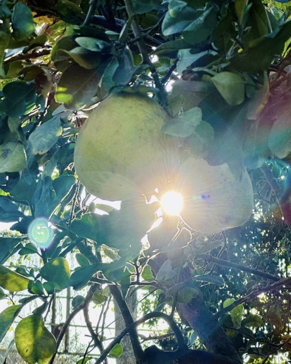 Khu vườn có nhiều loại quả quen thuộc, mộc mạc.