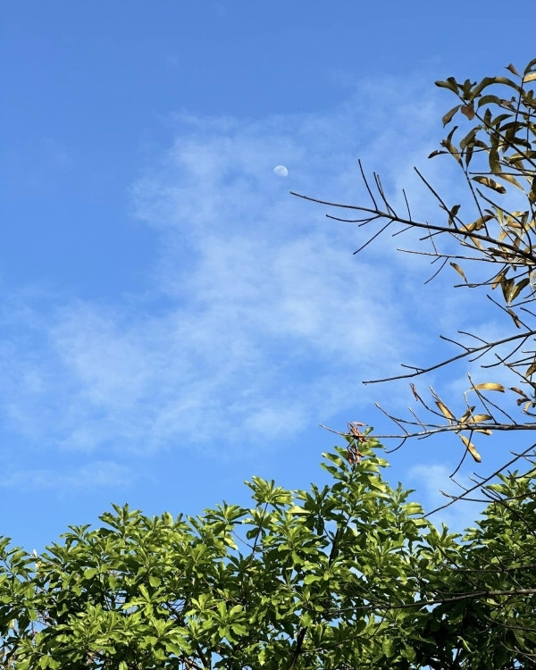 Nhiều người ví von khu vườn của cô như khu du lịch sinh thái với đầy đủ bể bơi, hoa lá.