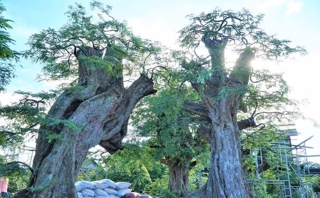 Toàn bộ 23 cây me cổ thụ của ông Tuấn đều trên 100 tuổi, cây lớn nhất hơn 300 tuổi. Ảnh: Dân trí