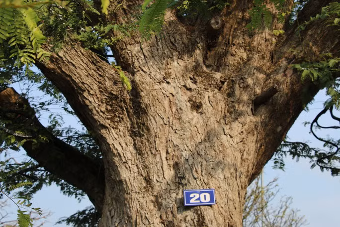 Hầu hết các cây me cổ trong bộ sưu tập đều được đặt tên theo dáng. Ảnh: Người lao động