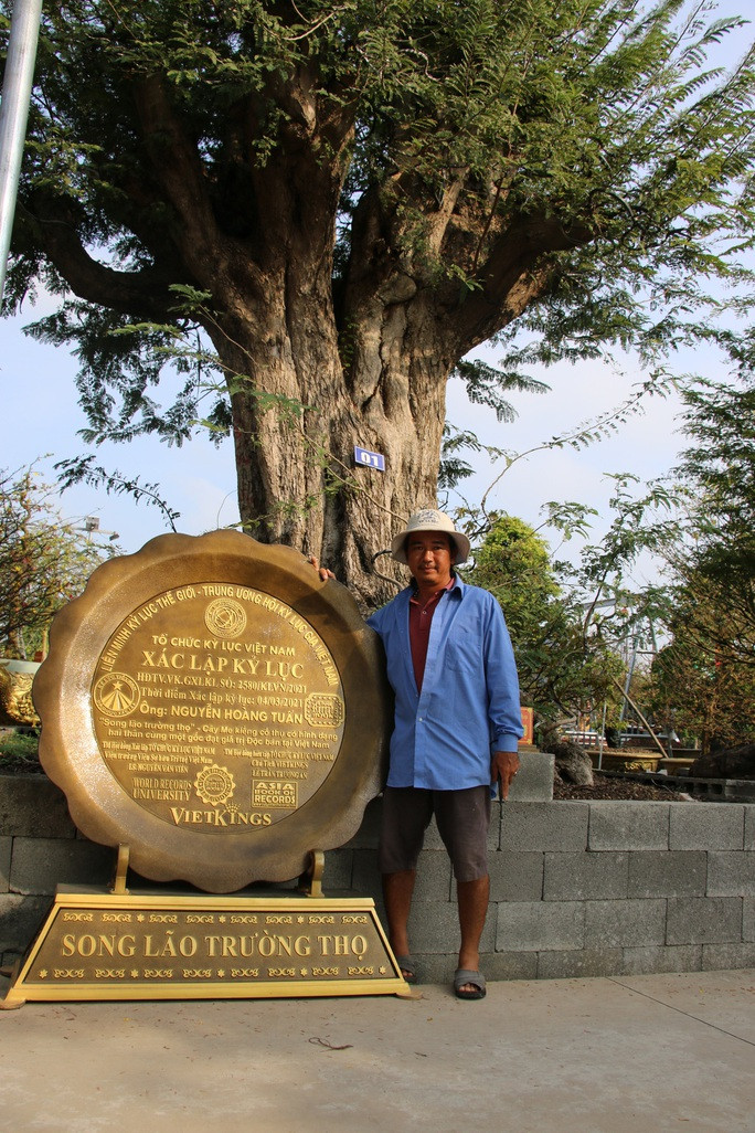 Bộ sưu tập me cổ của ông được Xác lập kỷ lục: “Bộ sưu tập me kiểng cổ thụ có số lượng nhiều nhất Việt Nam”. Ảnh: Người lao động