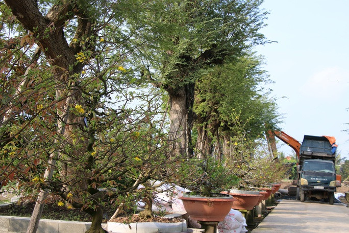 Cây hoành lớn nhất 480 cm, cây cao nhất gần 9 m. Mỗi cây mang một dáng thế riêng, không cây nào giống cây nào. Ảnh: Người lao động