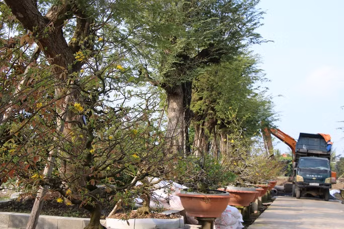 Cây hoành lớn nhất 480 cm, cây cao nhất gần 9 m. Mỗi cây mang một dáng thế riêng, không cây nào giống cây nào. Ảnh: Người lao động