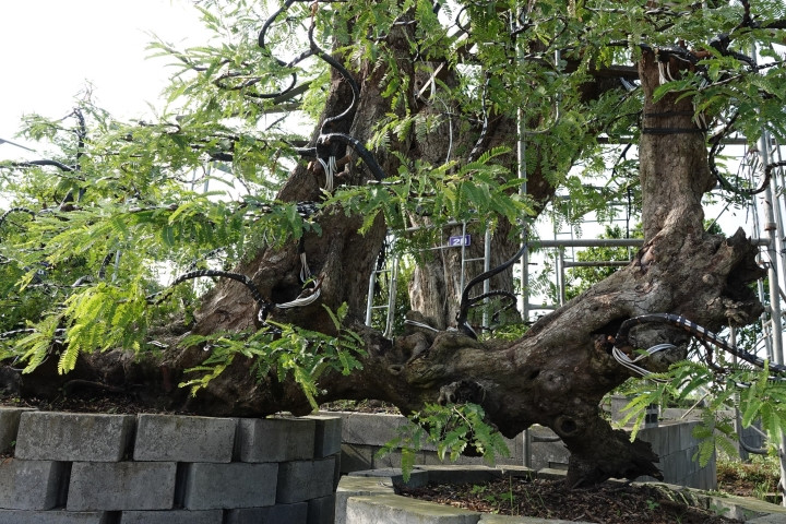 Có cây thoạt nhìn giống như hình bàn tay đang xòe ra, có cây 2 thân trên cùng 1 gốc, có cây hình dáng như con lạc đà, có cây dáng nằm... Ảnh: VTCNews