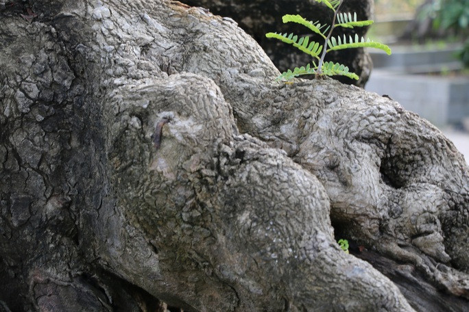 Để có được bộ sưu tập me cổ này, ông Tuấn đã chi hàng tỷ đồng và đi khắp cả nước, nhiều lúc qua tận Campuchia để sưu tầm. Ảnh: Người lao động