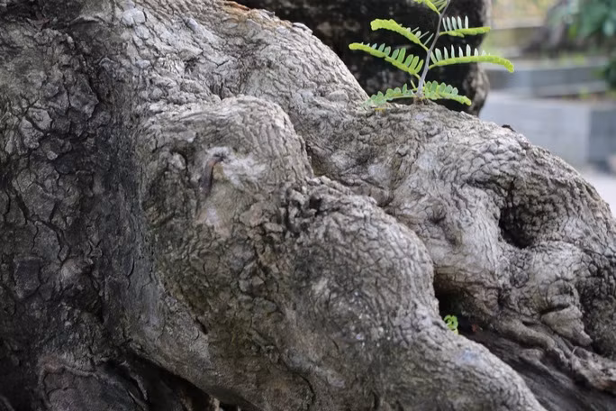 Để có được bộ sưu tập me cổ này, ông Tuấn đã chi hàng tỷ đồng và đi khắp cả nước, nhiều lúc qua tận Campuchia để sưu tầm. Ảnh: Người lao động