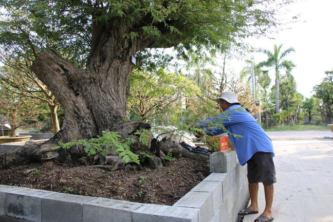 Mặc dù đã sở hữu bộ sưu tập 23 cây me cổ thụ hiếm có song ông Tuấn vẫn chưa thỏa mãn với con số này. Ông dự định sẽ tiếp tục nâng bộ sưu tập của mình lên bởi với anh niềm đam mê chưa bao giờ là đủ. Ảnh: Người lao động