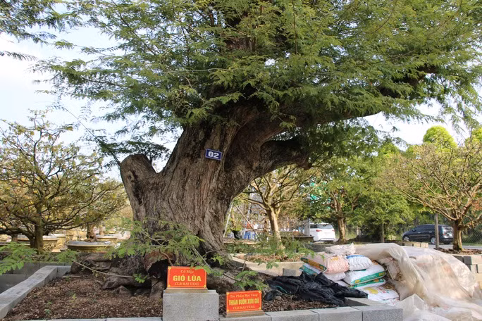 Không chỉ có hình quái lạ, thân cây còn có những hang bọng, rễ cây đan xoắn vào nhau rất độc đáo. Ảnh: Người lao động