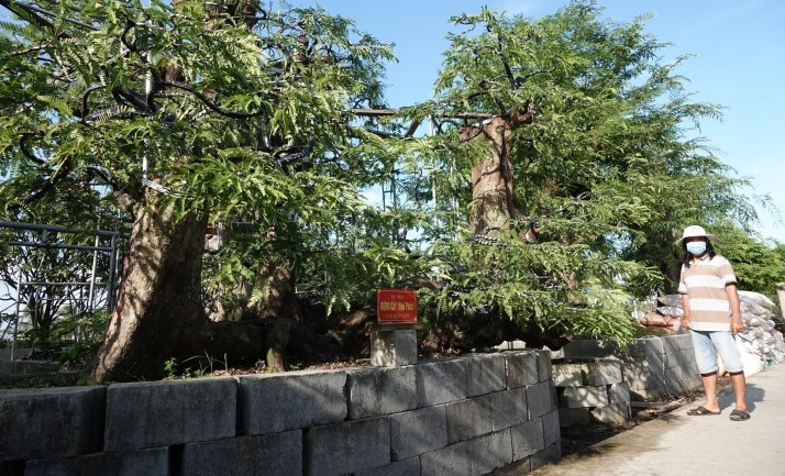 Với niềm đam mê cây cảnh, ông Nguyễn Hoàng Tuấn (ngụ TP Sa Đéc tỉnh Đồng Tháp) đã cất công sưu tầm nhiều loại cây kiểng cổ, có giá trị. Đáng chú ý, ông sở hữu 23 cây me cổ với nhiều thế dáng độc, lạ. Ảnh: VTCNews