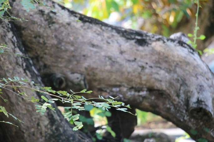 Thân và gốc me nổi u nần mang đậm vẻ cổ kính. Ảnh: Người lao động