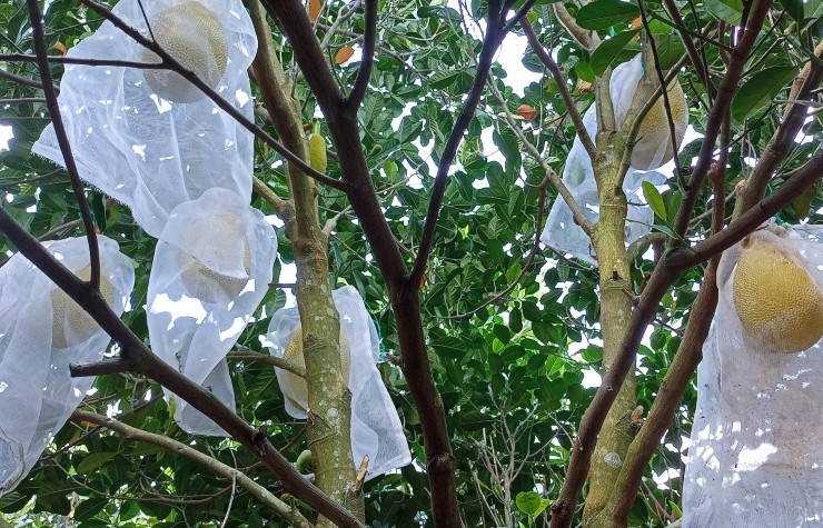 Mít ruột đỏ Indo được bà con lựa chọn trồng bởi không cần chăm sóc nhiều, sức sống mãnh liệt. Ảnh: Facebook