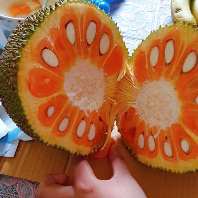 Mít ruột đỏ Indo cho màu sắc rất bắt mắt và hương vị thơm ngon khác biệt hơn các giống mít thường. Khi vừa chín tới múi mít có màu cam đỏ như củ cà rốt, múi to cơm dày, thịt giòn, vị rất ngọt. Ảnh: Traigiongcaytrong