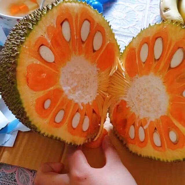 Mít ruột đỏ Indo cho màu sắc rất bắt mắt và hương vị thơm ngon khác biệt hơn các giống mít thường. Khi vừa chín tới múi mít có màu cam đỏ như củ cà rốt, múi to cơm dày, thịt giòn, vị rất ngọt. Ảnh: Traigiongcaytrong