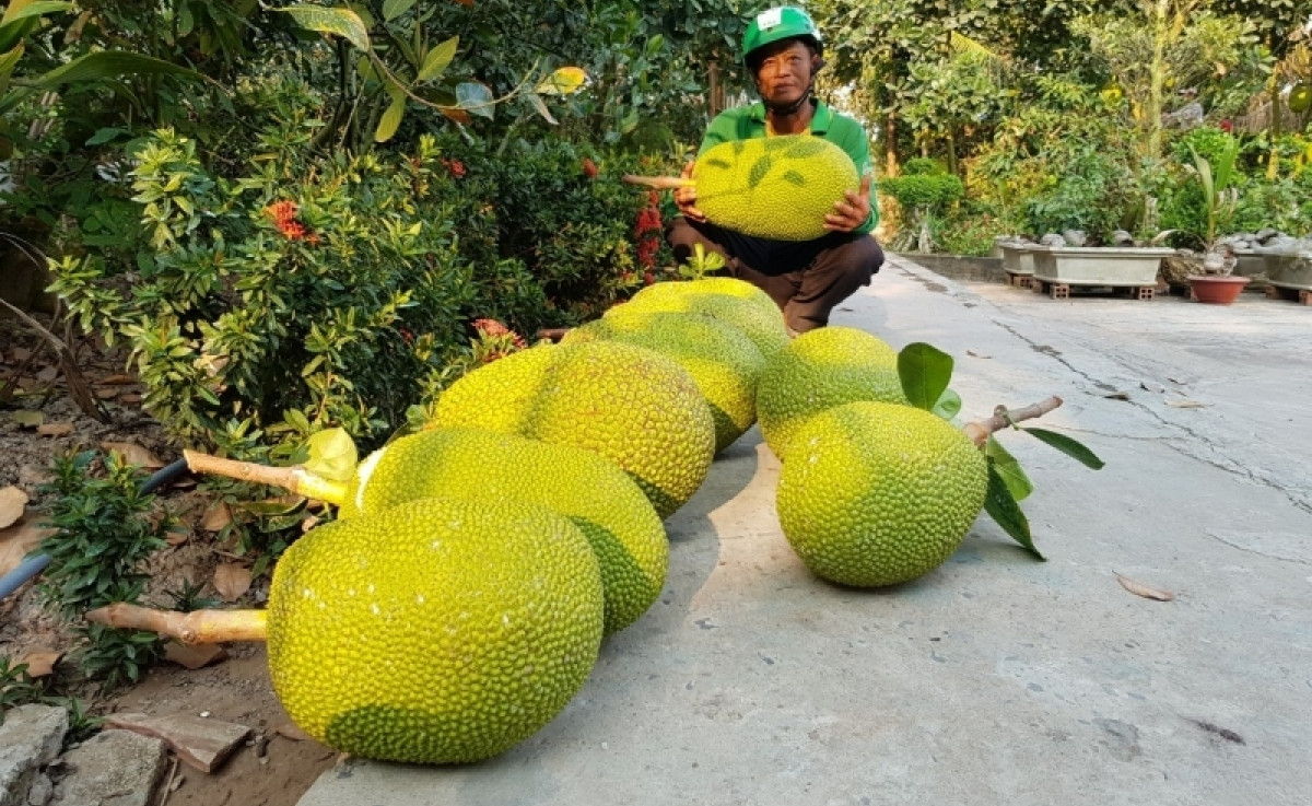 Thời gian gần đây , mít ruột đỏ Indo tại một số tỉnh ở ĐBSCL tăng giá chóng mặt, thương lái còn đi lùng mua từng quả. Ảnh: VOV