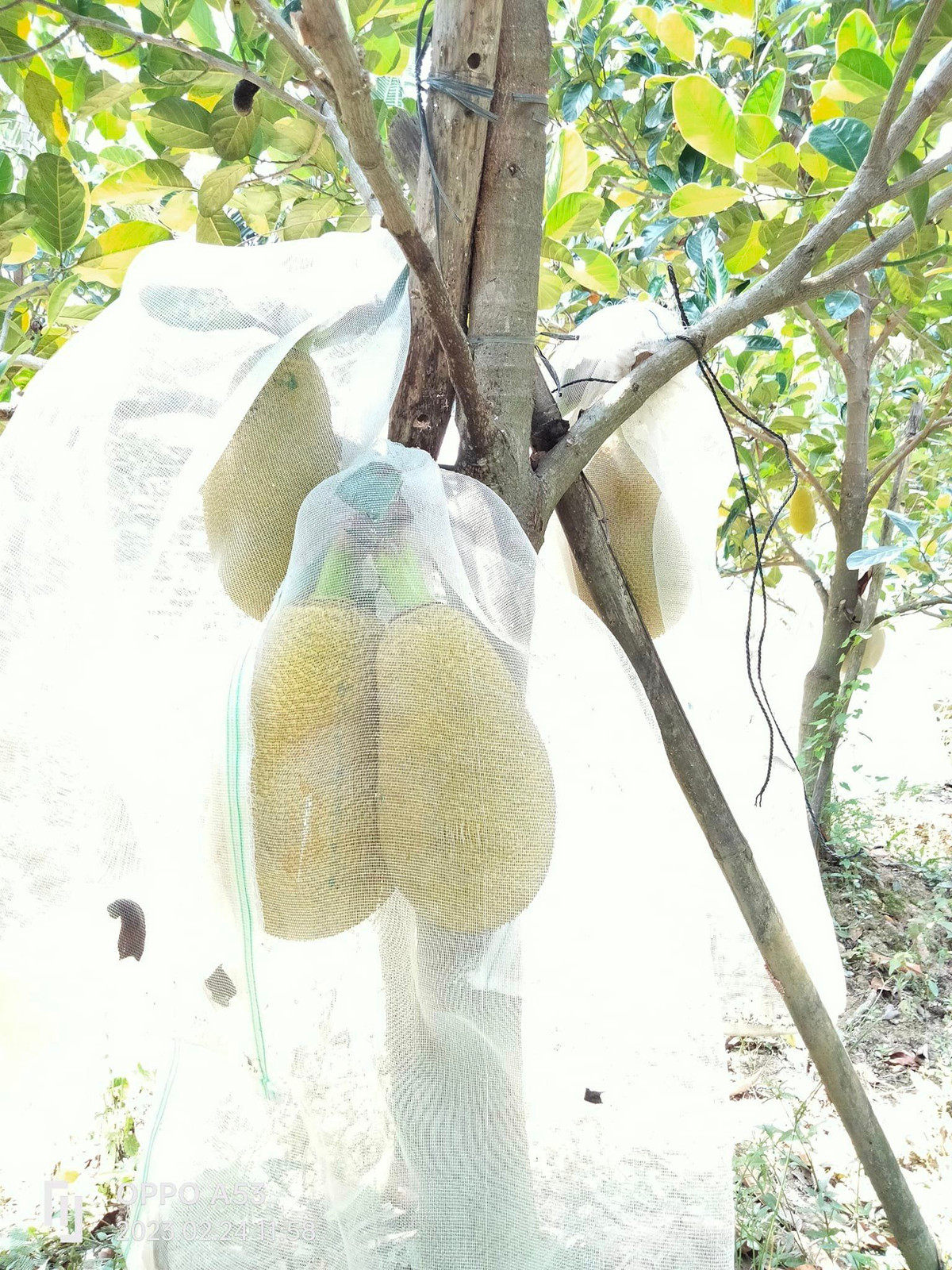 Người dân địa phương cho biết, mọi năm giá mít ruột đỏ Indo chỉ khoảng 30.000 – 35.000 đồng/kg nhưng năm nay giá tăng đột biến. Người trồng rất phấn khởi. Ảnh: Facebook