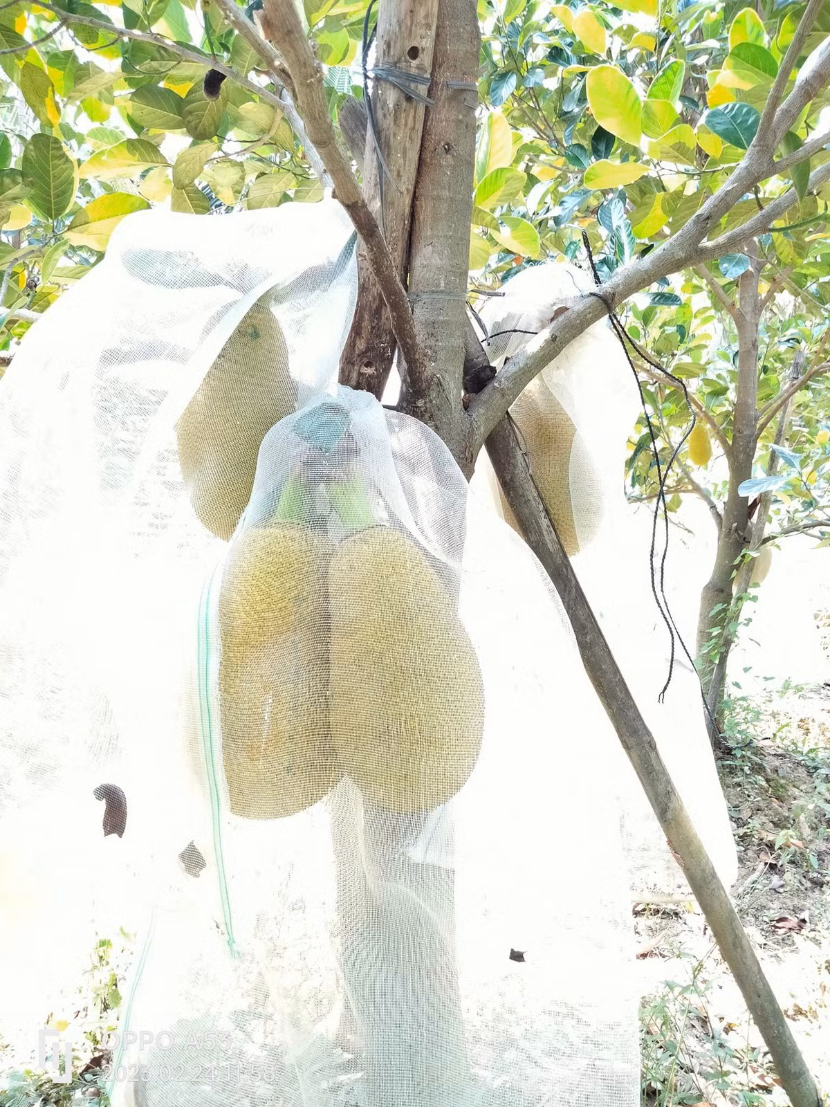 Người dân địa phương cho biết, mọi năm giá mít ruột đỏ Indo chỉ khoảng 30.000 – 35.000 đồng/kg nhưng năm nay giá tăng đột biến. Người trồng rất phấn khởi. Ảnh: Facebook