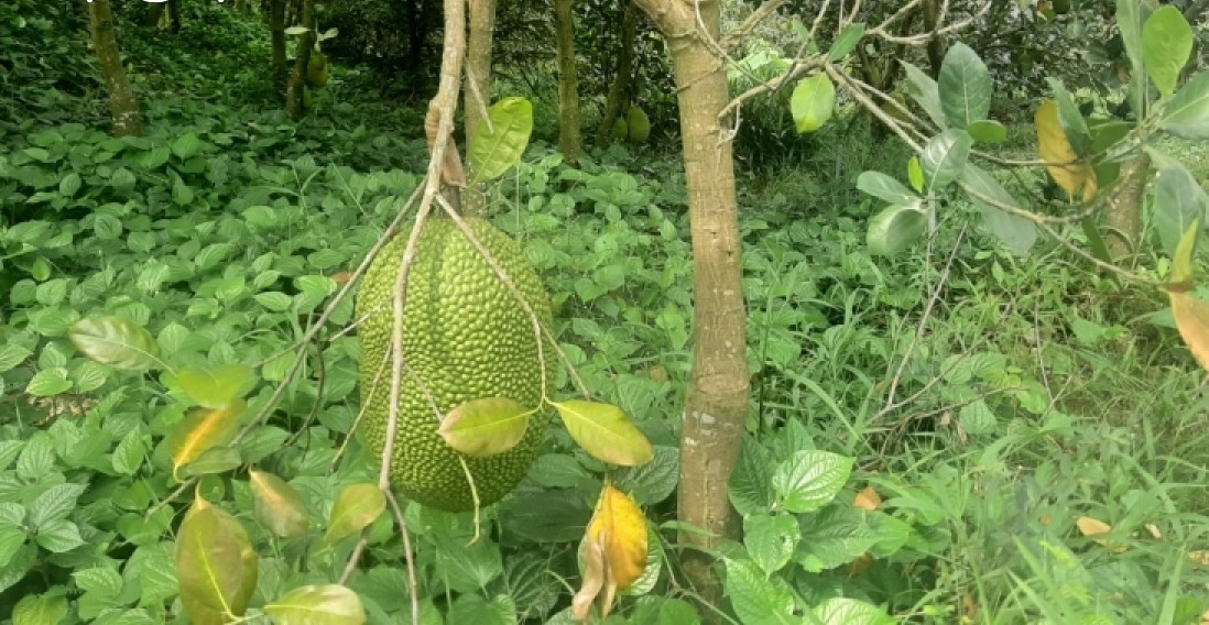 Theo đó, mít ruột đỏ có giá khoảng 100.000 đồng/kg. Đây là mức giá cao nhất trong năm qua, nhà vườn có lãi rất lớn do cây mít cho trái quanh năm và năng suất cao. Ảnh: VOV