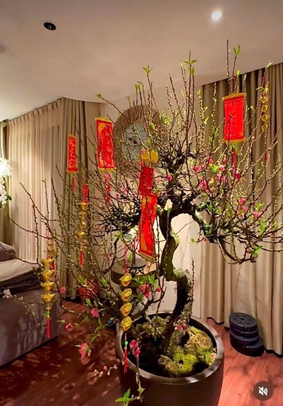 Nữ ca sĩ đặt một chậu đào rêu mốc đắt giá với dáng thế uốn lượn đẹp mắt.