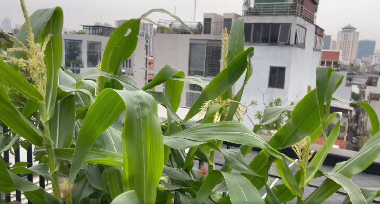 Cây ngô trong vườn cũng đang trổ bông.