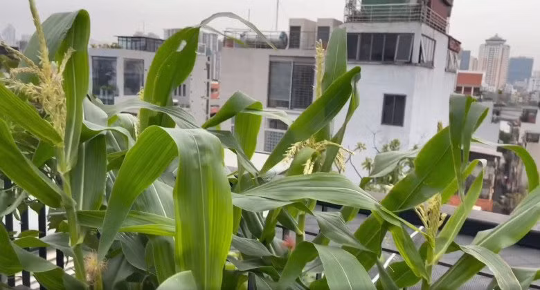 Cây ngô trong vườn cũng đang trổ bông.