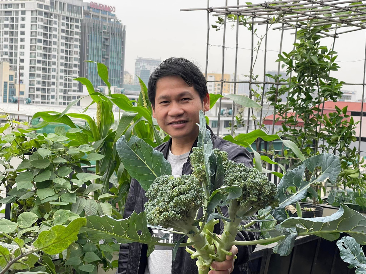 Vợ chồng ca sĩ Trọng Tấn trồng nhiều loại rau như đỗ, súp lơ, ngô...