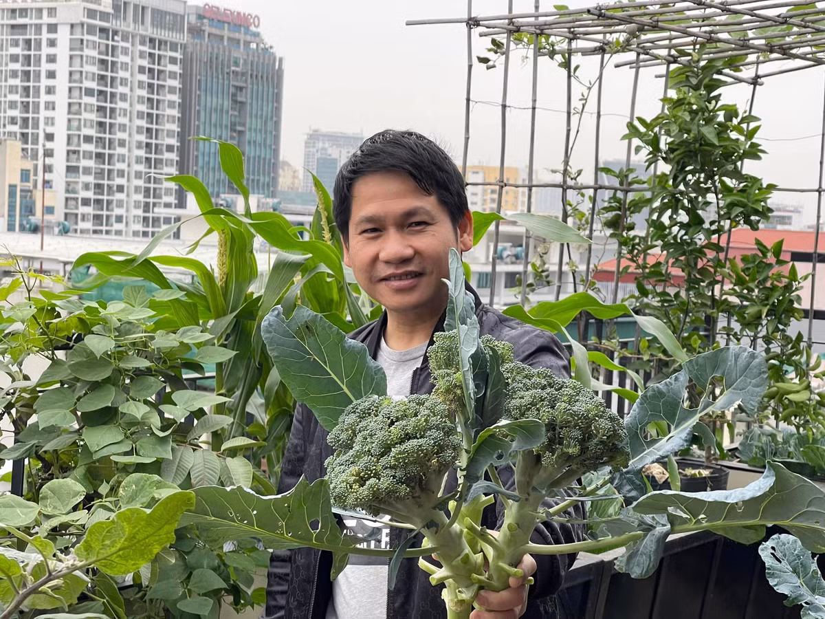 Vợ chồng ca sĩ Trọng Tấn trồng nhiều loại rau như đỗ, súp lơ, ngô...