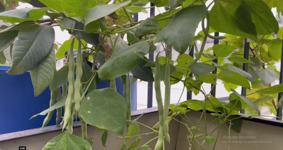 Giọng ca "Tình ta biển bạc đồng xanh" cũng khoe nhiều hình ảnh thu hoạch rau trên sân thượng.