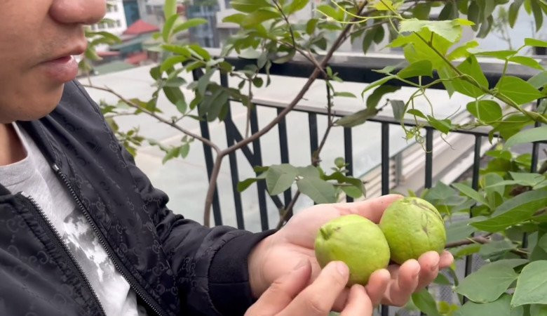 Ngoài rau sạch phục vụ bữa ăn hàng ngày, Trọng Tấn còn trồng được cây ăn quả như ổi, táo...