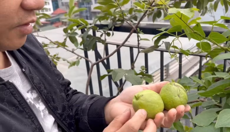 Ngoài rau sạch phục vụ bữa ăn hàng ngày, Trọng Tấn còn trồng được cây ăn quả như ổi, táo...