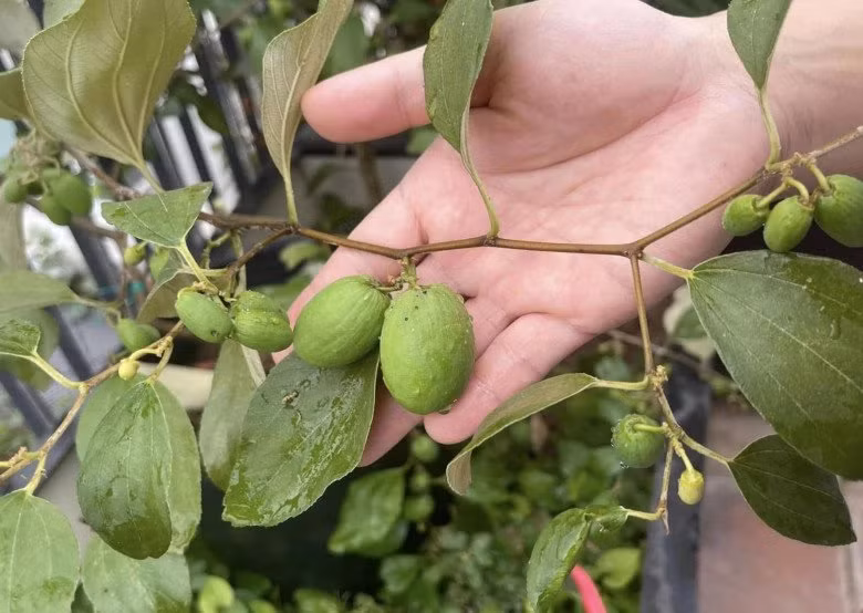 Cây táo không lớn nhưng rất sai quả.