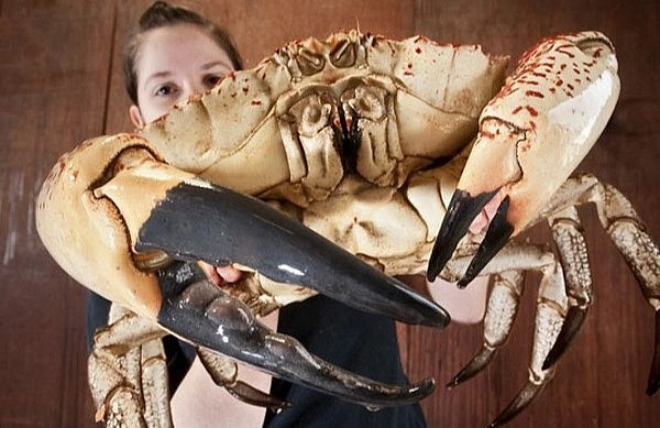 Điều này khiến cua Tasmania trở thành món ăn xa xỉ, chỉ dành cho giới nhà giàu. Ảnh: Getty