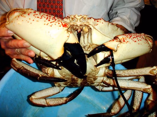 Cua Tasmania thường được tìm thấy vào mùa hè ở độ sâu khoảng 150 mét dưới đáy biển với nhiệt độ trung bình 14 độ C ở vùng đại dương phía nam Australia. Ảnh: WoldPress