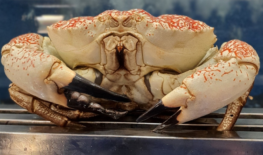 Tại Việt Nam, cua Tasmania có giá từ 3 - 4 triệu đồng/kg. Với trọng lượng trung bình từ 3 - 7 kg/con, mỗi con cua có giá trị lên đến vài chục triệu đồng, bằng giá của một con bò. Ảnh: Haisanhoanggia