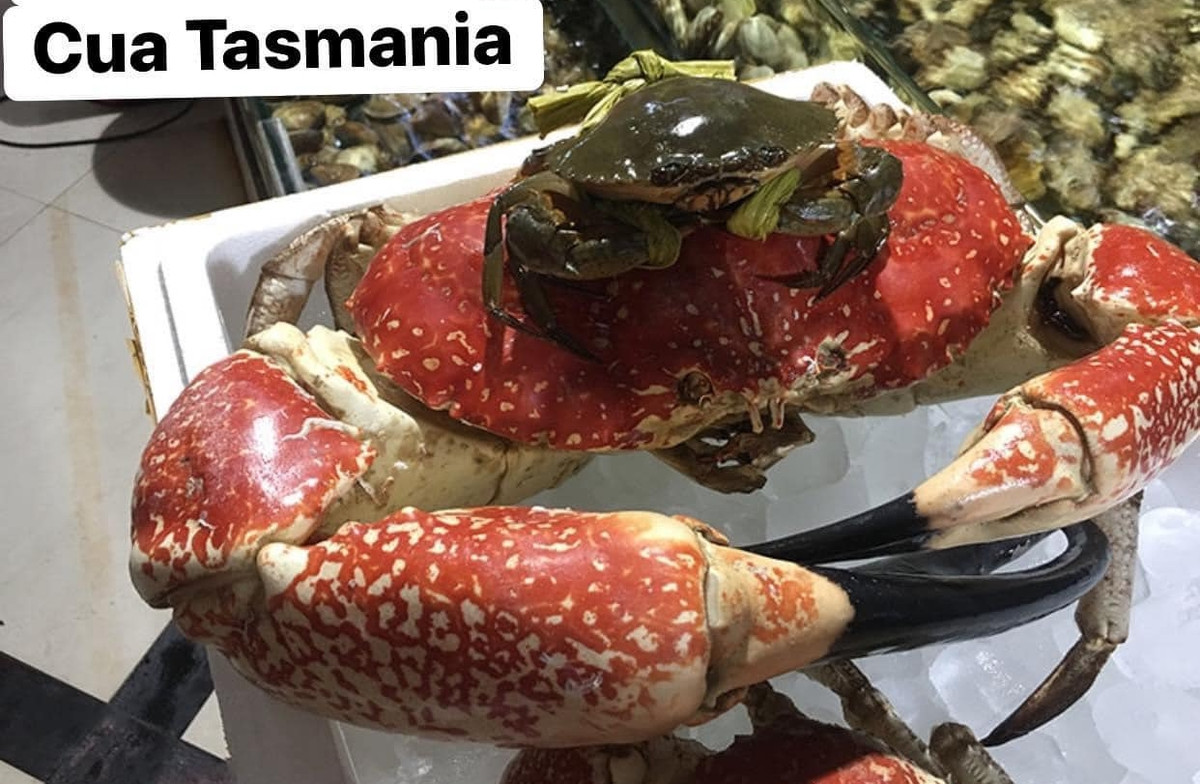 Loài cua này có thể đạt khối lượng đáng kinh ngạc là 17kg và chiều rộng mai lên tới 45cm. Ảnh: Vinh Lobster