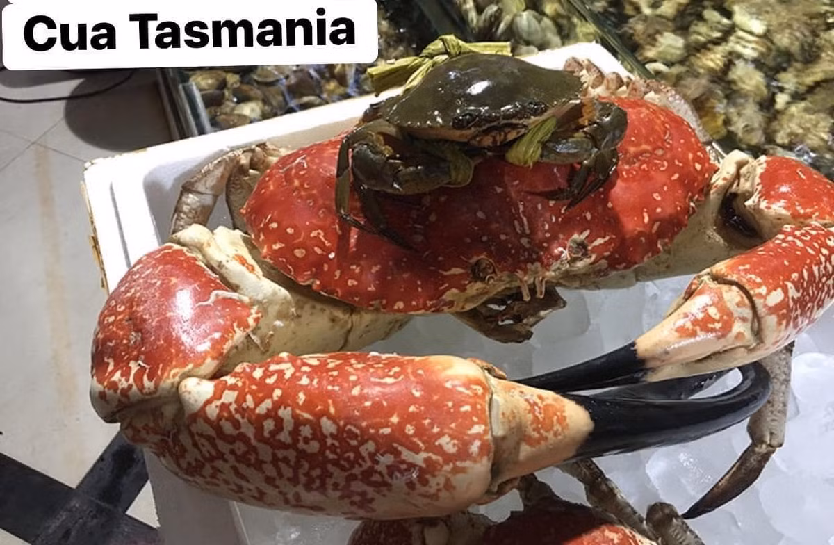 Loài cua này có thể đạt khối lượng đáng kinh ngạc là 17kg và chiều rộng mai lên tới 45cm. Ảnh: Vinh Lobster