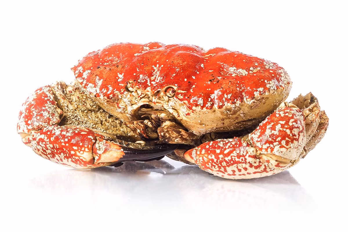 To mo cua quai vat 17kg ve Viet Nam dat ngang con bo