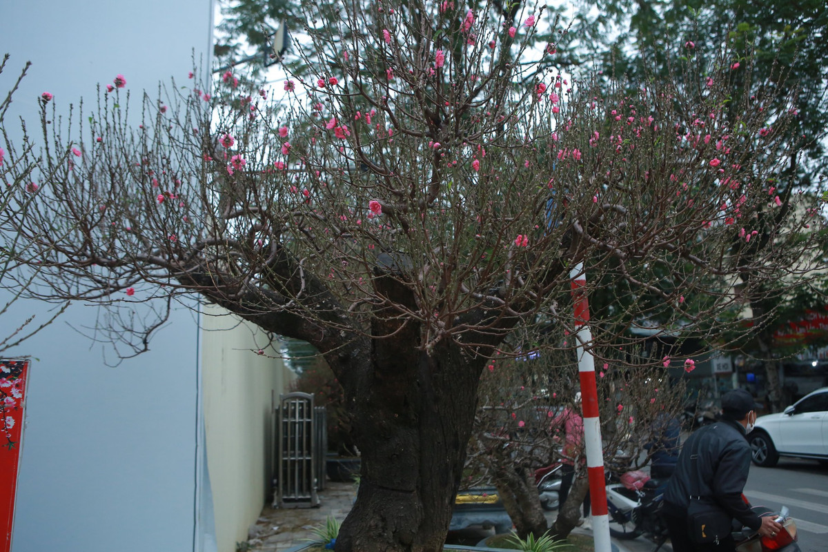 Một gốc đào rừng với nhiều cành tỏa ra giống như một bàn tay được chủ vườn mệnh danh là "bàn tay phật". Ảnh: Suckhoedoisong
