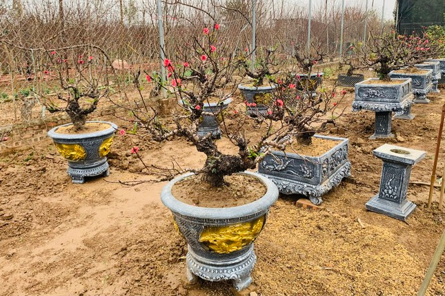 Bên cạnh đào rừng, đào thất thốn Nhật Tân cũng được đông đảo khách hàng quan tâm. Ảnh: Tiền phong