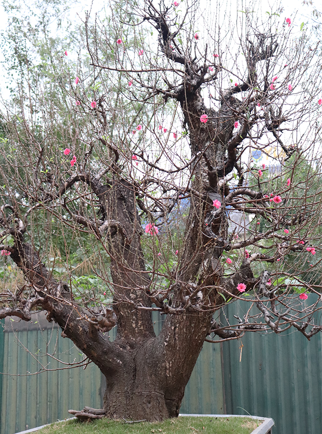 Đào rừng có tuổi đời càng nhiều năm thì giá càng cao. Ảnh: Lao động