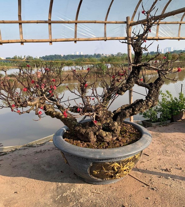 Đào thất thốn dáng lùn, cao hơn mặt đất 7 tấc (khoảng 1m), lá to, dài, có màu xanh đậm, từ gốc đến cành đều sùi phồng, nổi những u, mấu xù xì tạo nên vẻ cổ kính, phong trần hiếm có. Ảnh: Tiền phong