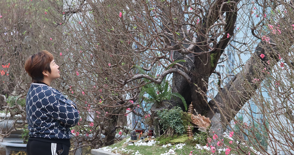 Nhà vườn của chị Hồng Anh (Phú Thượng, Tây Hồ, Hà Nội) năm nay đưa ra thị trường khoảng 200 chậu đào rừng với đủ kích cỡ, hình dáng khác nhau. Ảnh: Lao động