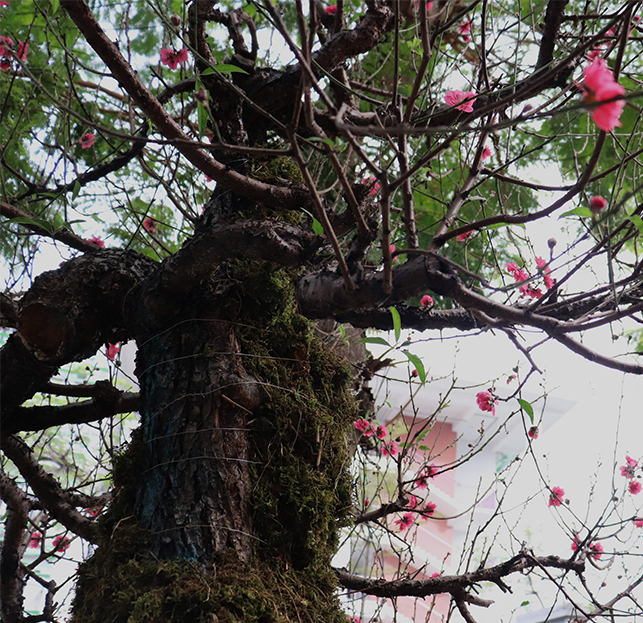 Những gốc đào rừng có vóc dáng cổ kính, thân mốc mang vẻ đẹp tự nhiên thường có giá cao gấp 2-3 lần đào truyền thống. Ảnh: Lao động