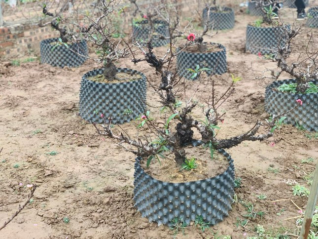 Hiện, giống đào quý hiếm này chỉ còn một số nhà vườn duy trì. Ảnh: Tiền phong