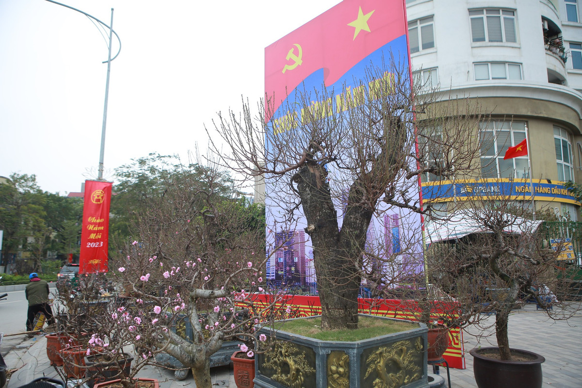 Đáng chú ý, những chậu đào rừng "khủng" thế đẹp với giá bán từ 30 đến hơn 100 triệu sẵn sàng phục vụ người dân chơi Tết. Ảnh: Suckhoedoisong