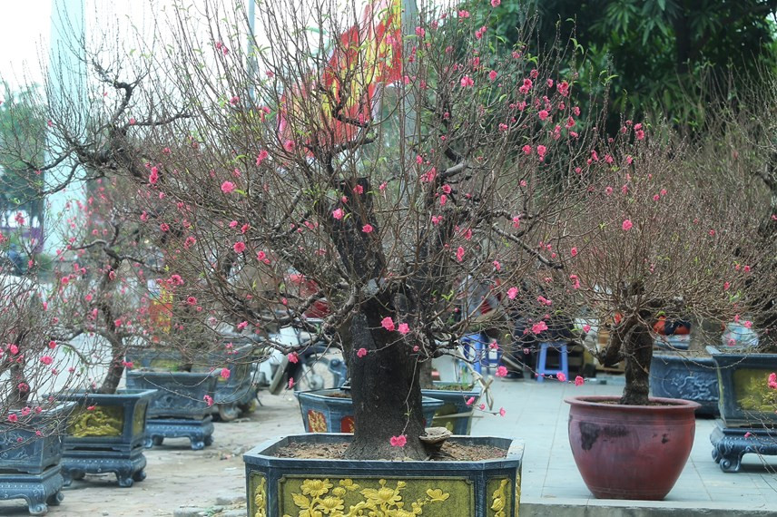 Những ngày này, không khí Tết tràn ngập khắp phố phường, nổi bật nhất là những cây đào đỏ thắm được bày bán khắp phố phường. Ảnh: Daidoanket
