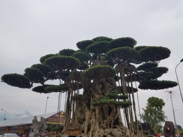 Sanh cổ "Đại thế vân tùng" có tổng số 39 tán lớn nhỏ, được tạo hình rất công phu, tỉ mỉ. Ảnh: Dân Việt