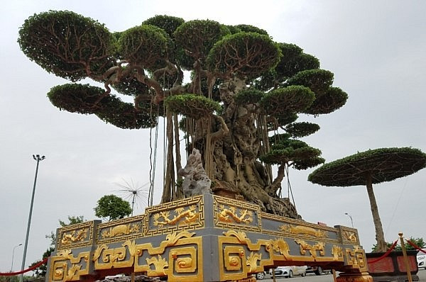 Siêu cây "Đại thế vân tùng" khiến giới chơi cây cảnh ngạc nhiên bởi cây được đặt trong chậu dát hơn 5 cây vàng và có tổng giá trị khoảng 10 tỷ đồng. Ảnh: Thuonghieusanpham