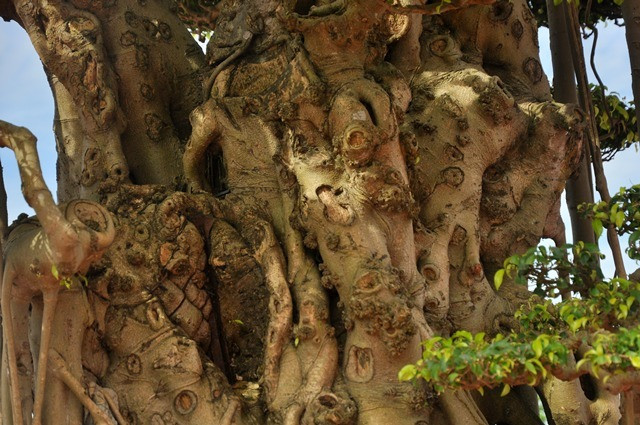 Cây sanh cao 3,8 m, tán rộng 2,7 m. Ảnh: Dân Việt