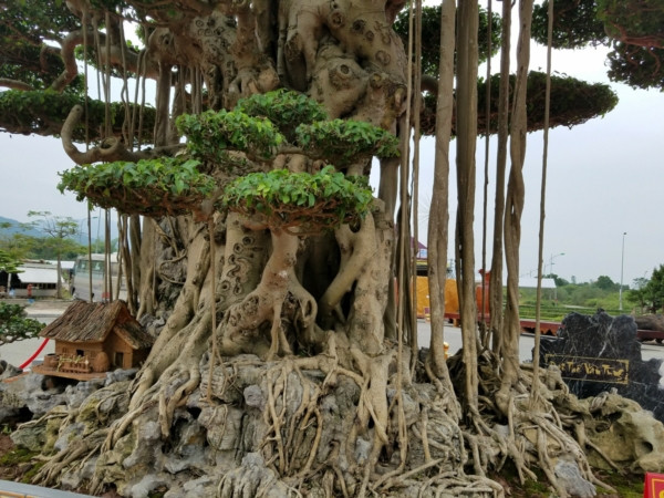 Rễ cây phủ xuống từ phần thân chính cắm xuống đất tạo thành nhiều hang hốc. Ảnh: Dân Việt