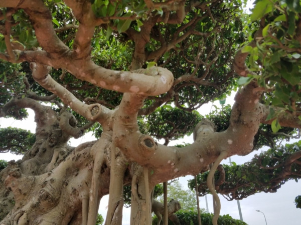 Phần thân chính xù xì phân cành nhánh theo lối chiết chi...được giới chơi cây cảnh đánh giá cao. Ảnh: Dân Việt